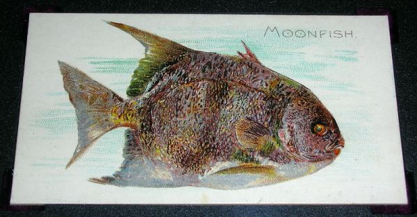 N8 20 Moonfish.jpg